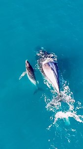 Dive into Australia’s most iconic backyard 🌊 Port Douglas serves up reef dreams on repeat! 📍Great Barrier Reef in Port Douglas, Australia via: @kellerdiaries | Australian