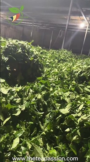 Quality Control at the Source: How Our Factory Ensures Pure Tea