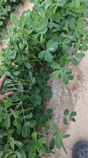 Maximize Your Peanut Harvest: Ultimate Tips for High Yield Peanut Cultivation