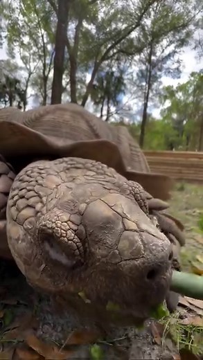 33K views · 898 reactions | Giant tortoise ASMR. This is Jumanji, our...