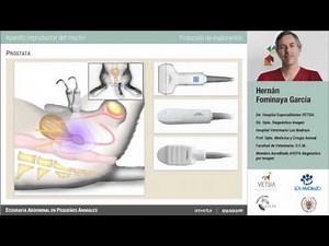 Curso de ecografía abdominal veterinaria