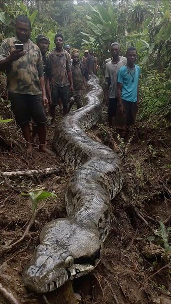 70-Foot Python Filmed Crawling Through Jungle in Papua New Guinea