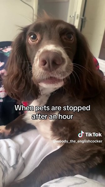 Dog Math: The Hilarious Logic of Our Furry Friends