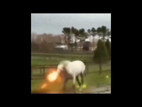 machine gun horse