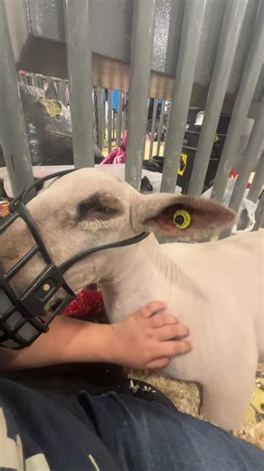 San Antonio Stock Show & Rodeo: A Unique Experience