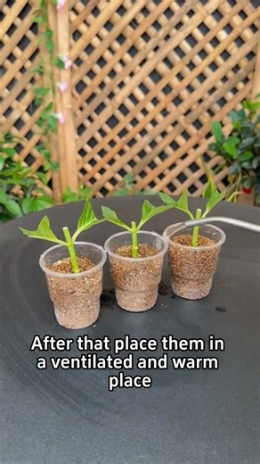 Rapid rooting. | Ramos Mark