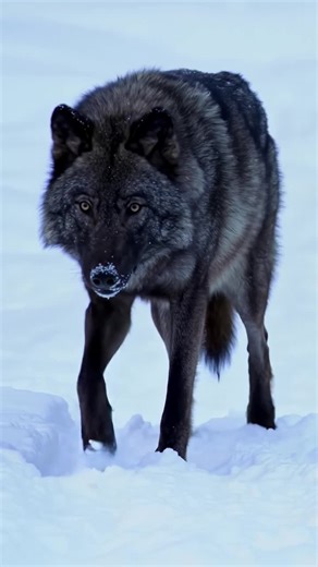 Live wallpaper [“A majestic black wolf with thick, dark fur walking through deep snow in a winter landscape | A majestic white wolf with glowing red eyes standing in a snowy forest] #creatorsearchinsights #wolf #wallpaper #livewallpaper #wallpaperlive #wallpaperlive4k