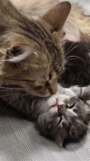 The "Deadly" Nap: When a Kitten Sleeps Too Hard