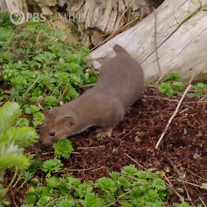 Meet Twiz, a 3-week-old baby weasel who lost her mother during a nest move. | Nature | PBS