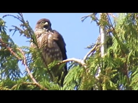 Merlin Falcon Call Loud Sound - Amazing Bird of Prey