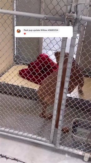 1.4K views · 135 reactions | Pupdate on Willow 癩 She is safe, loved, and living her best life. Thank you @malibu_and_dani for giving her the chance every dog deserves and for the slow introduction/decompression allowing her to open up to other dogs  | County of Los Angeles - Lancaster Animal Care Center | Facebook