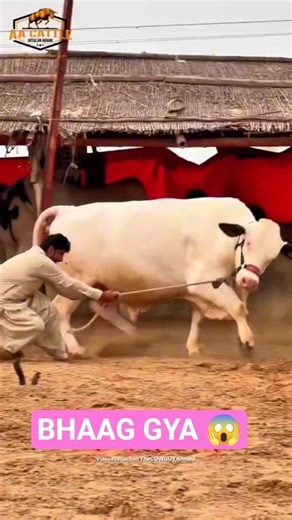 Karachi Cow Mandi | Aggressive Bull #cow #bull #cattlemarket #cattleworld
