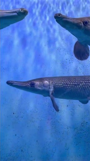 Abyss aquarium Goa #goa #fish #aquarium #bestaquarium #aquariumfish