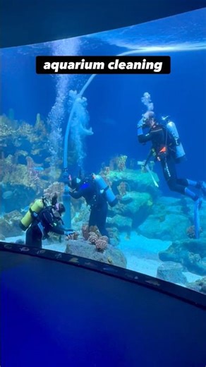 POV: Cleaning a Fish Tank Bigger Than My House 🦈😳