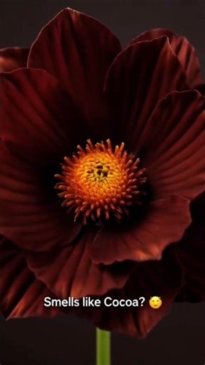 The Flower That Smells Like Chocolate 🍫 | Chocolate Cosmos