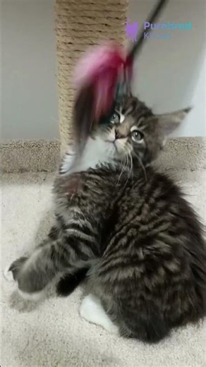 Meet Bryce: Classic Black Mackerel Tabby with White Maine Coon Boy Full of Presence 🖤 #MaineCoon