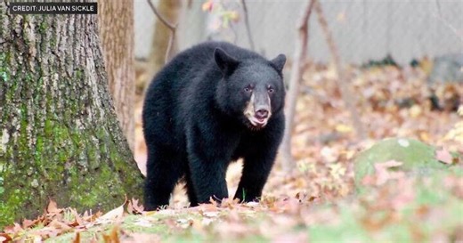 Black bear has a ball roaming Wayne, N.J. backyards and eating from bird feeders