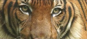 101K views · 137 shares | 50 years ago, WWF India began its journey in India to conserve, restore and protect its nature & wildlife. Through these decades, we worked to conserve our forests, wetlands, rivers, oceans, and mountains, across cities and villages, with governments and communities, with businesses and schools, to build a future in which humans live in harmony with nature. Support & read more about our work - https://www.wwfindia.org/ | WWF-India | Facebook