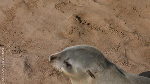 Huge group of Cape Fur Seals at Cape Cross, Namibia with more than 100000 animals