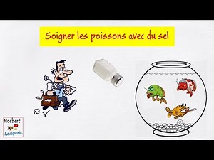 🐟 Soigner les poissons avec du sel