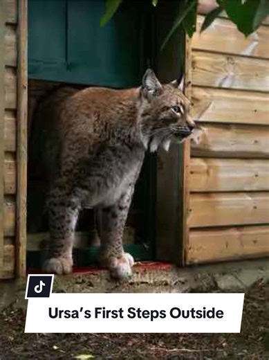 Ursa the Lynx Takes Her First Steps at The Big Cat Sanctuary