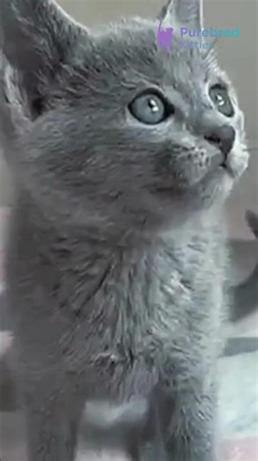 Adopt Antaeus: Your Adorable Blue Russian Blue Kitten 🐾 | Friendly & Playful | #RussianBlue