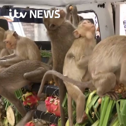 68K views · 1.3K reactions | A town in Thailand has laid on a lavish feast for its monkey inhabitants as part of its annual "Monkey Buffet Festival". | ITV News | Facebook