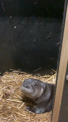 Sound on for adorable otter growls! 🔊 Did you know? North American river otters are quite the vocal bunch, with a range of sounds from whistles and buzzes, to chuckles, chirps, and growls. Right now, Copper is perfecting his growl! ⁠ ⁠ 📹️Keeper Carolyn⁠ #potterparkzoo #otter | Potter Park Zoo