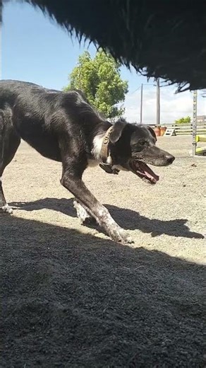 kids pony lesson, with some support dogs.