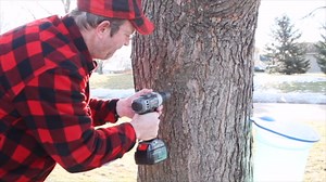 MAPLE TAPPER Maple Syrup Tree Tapping Kit – (10) Spiles + (10) 3' Tubes + (2) 1- QT Maple Sap Filters – BPA Free Food Grade - Full Instructions, Recipe Cards- Made in North America