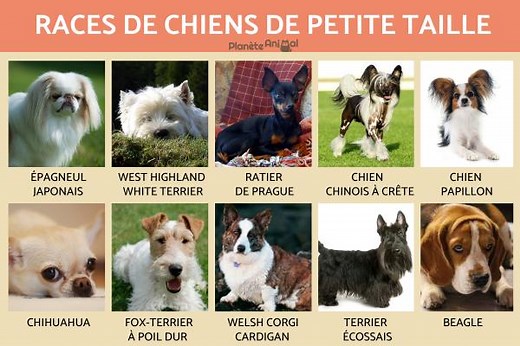 20 RACES de CHIENS de PETITE TAILLE - TOP 20 !
