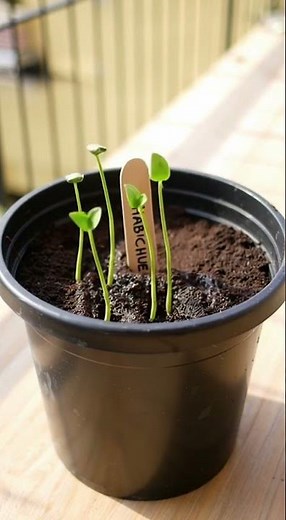 cómo sembrar habichuelas en casa #agricultura