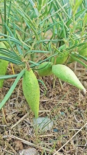 Childhood Field Snack: Do You Remember This Tasty Delight