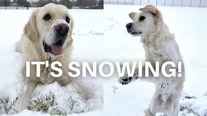 What's Leo's top favorite thing in the world, besides food? SNOW! We get amazing snow days here in Colorado and this is a vlog of one of our favorites with Leo. Enjoy this video showcasing Leo's full snow day and make sure to stick around to watch him make his giant snow angels! | Leo the Cream