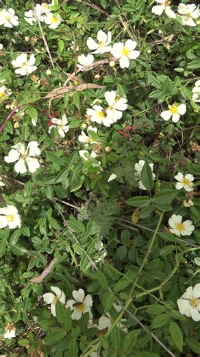 Our bees working a wild rose flower called Rosa Canina🌸🐝 Rosa canina, commonly known as the wild rose or dog rose, is a beautiful and resilient flower found in various regions. Its delicate pink or white petals and lovely fragrance are a favorite among our bees, who harvest nectar and pollen from these blossoms. Benefits of Rosa Canina to Honey and Pollen: Enhanced Nutritional Value: The nectar and pollen from Rosa canina are rich in nutrients, which contribute to the quality and health benefi