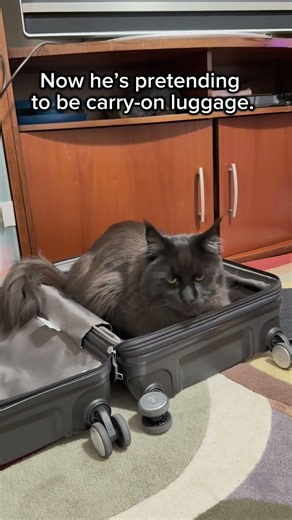 My Maine Coon knew exactly what the suitcase meant… 😭 #mainecooncat #lucifer #mainecoonlover