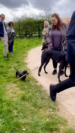 403K views · 5.9K reactions | This little dog is on an important mission 藍 | Lessons Learned In Life | Facebook