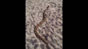 Comment se moquer royalement d'un python royal!