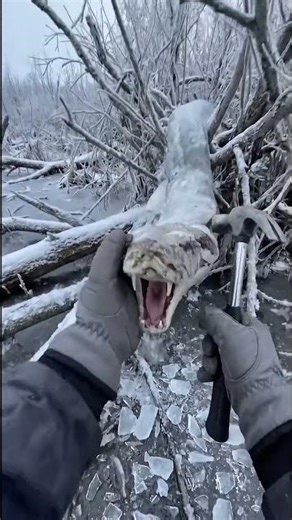 Ocean Water Freezes a Giant Python 😱 | Real or Fake Viral Video?