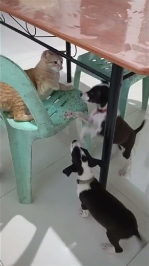 Stop! or I'll bit your ear Summer!😡😡😡 #puppies #cat