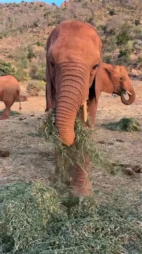 212K views · 11K reactions | Akina treasures her personal space. She...