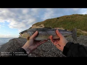 Fjæssinger og havørred ved Gjerrild Klint