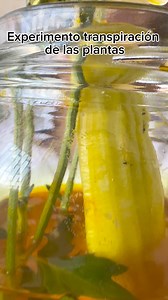 Este experimento explora el proceso de transporte de agua en las plantas a través de sus tejidos, conocido como la transpiración. Este experimento ofrece una manera práctica de comprender el proceso de transpiración y cómo las plantas toman agua y nutrientes del suelo. Es ideal para ilustrar conceptos científicos de manera visual y participativa. #experimentoscientíficos #transpiración #plantas #experimentosdivertidos #cienciasnaturales #EnseñanzaDivertida #profesores #profejames_ | ProfeJames