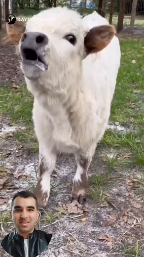 Cute Animal Sounds 😇🐄🐑🐐🐓 ... #cuteanimals #goat #Sheep #cow #calf #Farm #animals #lamb #viral | kayitvehayat
