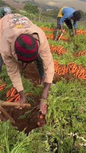 Fresh carrots Exporting in Ooty🥕🥕😀