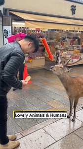 709K views · 16K reactions | Lovely Animals & Humans | McClure Kids | Facebook