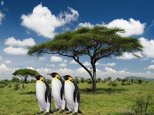 Habitats teaching resources - the science teacher