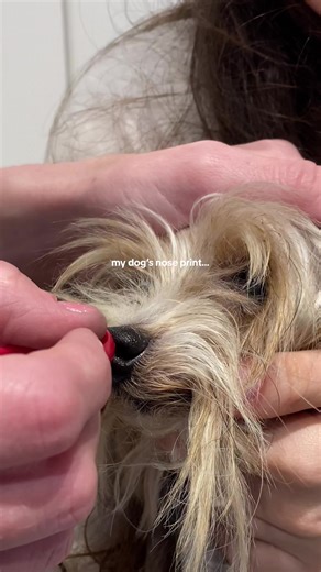 Unique Dog Jewelry with Nose Prints | Perfect Gift Ideas