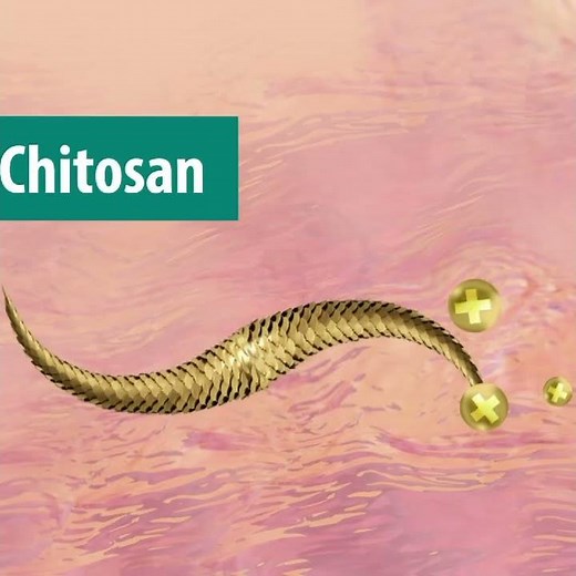 Chitosan | Mechanism of Action :