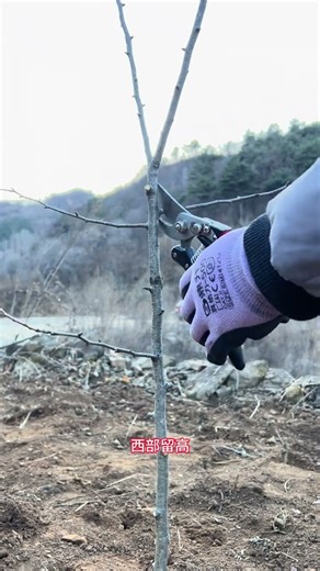 Fruit tree seedling pruning methods